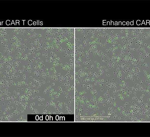 Programming the immune system to supercharge cancer cell therapies