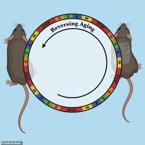 Scientists successfully REVERSE ageing in mice using cellular ‘rejuvenation’ technique
