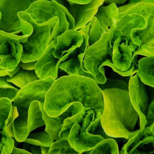 Chemical found in leafy greens shown to slow growth of COVID-19 and common cold viruses