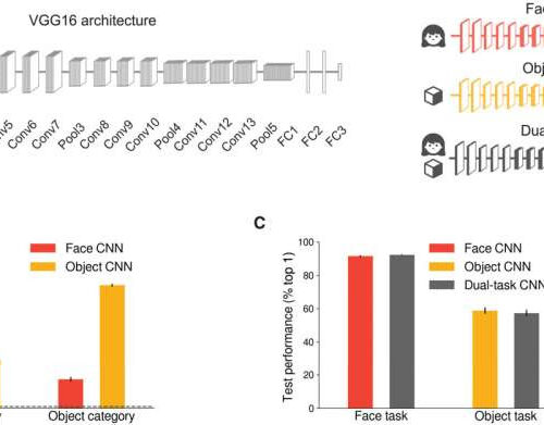 The spontaneous emergence of brain-like functional specialization in neural networks