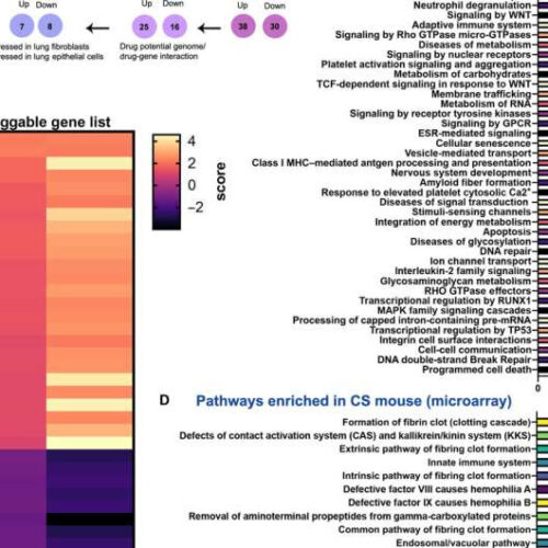 Two drugs show promise in rejuvenating lung epithelial progenitor cells damaged by COPD