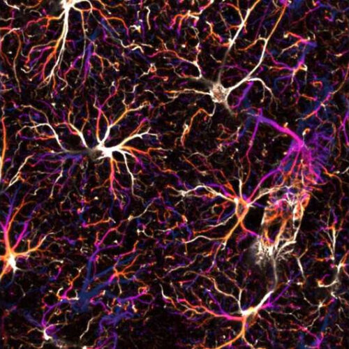 Astrocyte networks in the mouse brain control spatial learning and memory