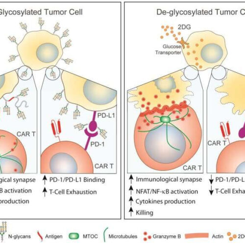 CAR T cell immunotherapy for solid tumors? First, you have to break the cancers’ sugar shield