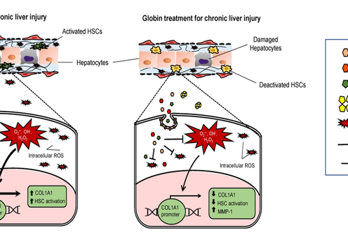 Globins – on the hunt to protect your liver