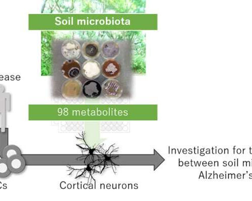 Dirt can modulate the pathology in Alzheimer’s disease