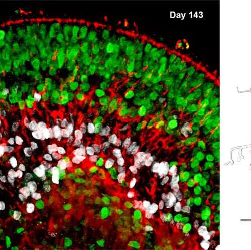 SARS-CoV-2 infects and replicates in photoreceptor and retinal ganglion cells of human retinal organoids