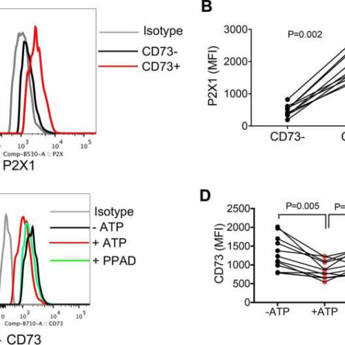 New study reveals why HIV remains in human tissue even after antiretroviral therapy