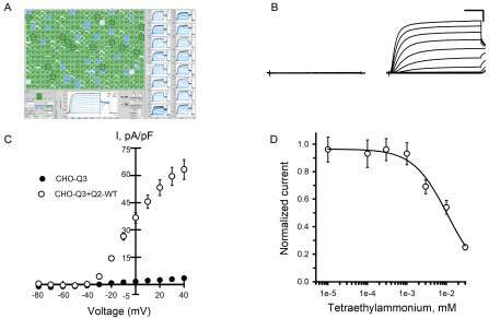 Potassium channel dysfunction in genetic epilepsy