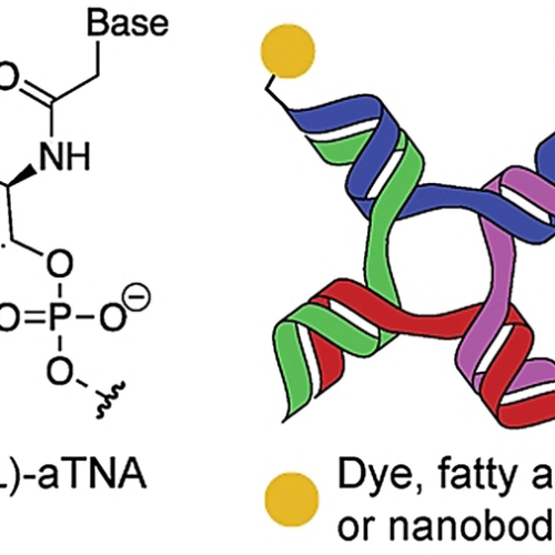 Nanostructures with improved stability for the development of more effective cancer nanomedicine