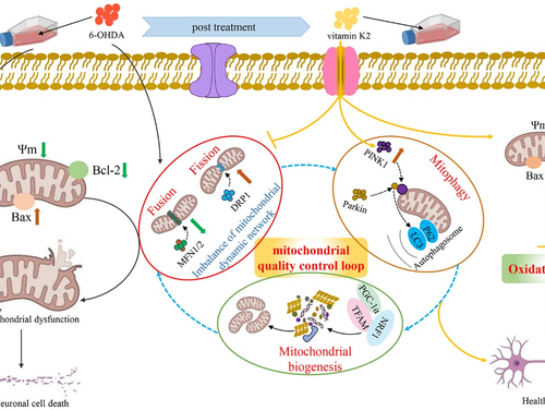 Scientists find vitamin K2 repairs nerve cells via mitochondrial quality control loop