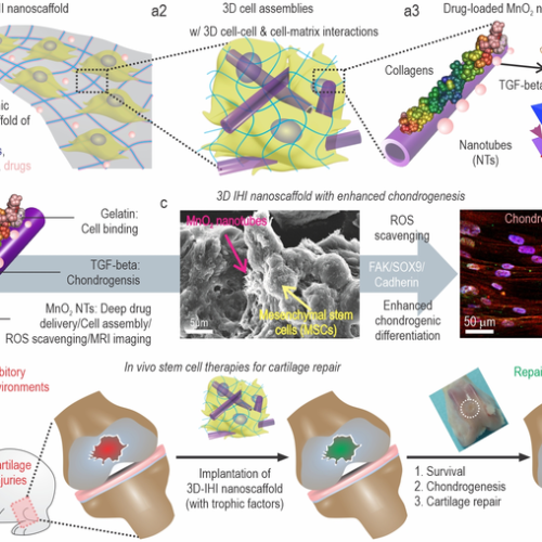 Injectable stem cell assembly for cartilage regeneration