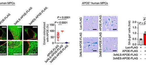 Apolipoprotein E destabilizes heterochromatin and drives senescence