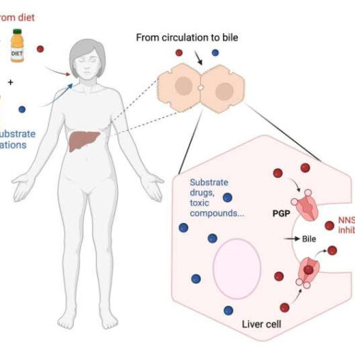 Researchers uncover how sugar substitutes disrupt liver detoxification