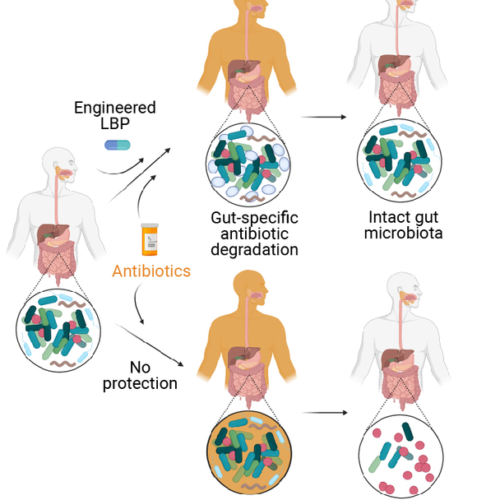 Protecting the human intestinal microbiome with synthetic biology