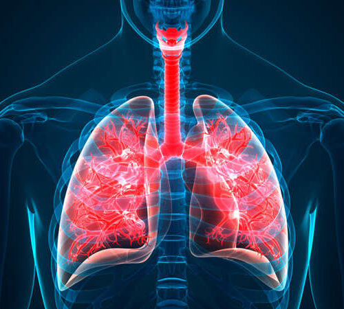 New part of the body found hiding in the lungs