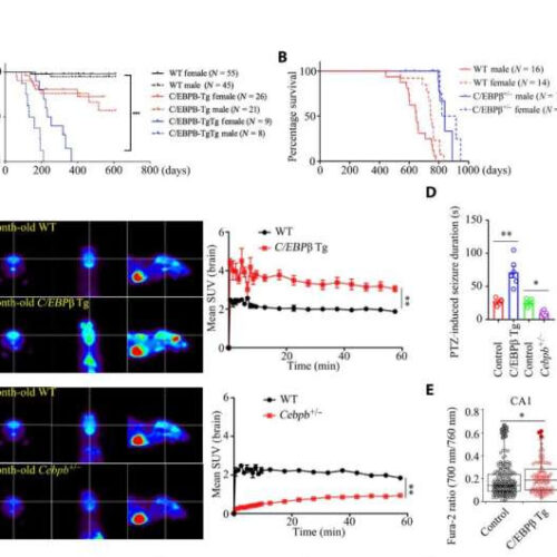 C/EBPβ/AEP pathway dictates both Alzheimer’s disease and longevity: Study