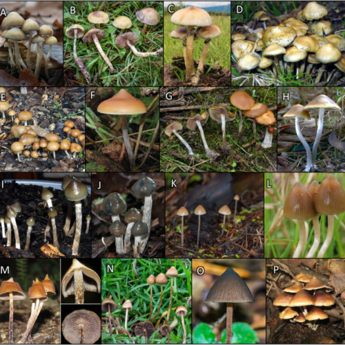 Oregon State research helps provide scientific framework for psilocybin use in therapeutic settings