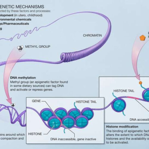 Identifying DNA regions affected by lifestyle and environmental risk factors could pinpoint avenues for ALS treatment