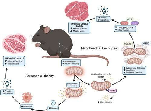 Chemical compound promotes healthy aging