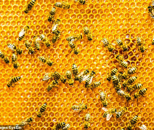 Could the ‘glue’ bees use to seal hives boost power of antibiotics?