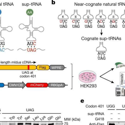 Research supports development of new suppressor-tRNA-based gene therapies