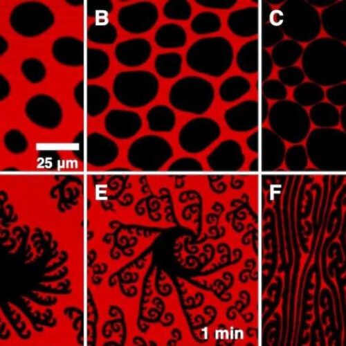 Study discovers molecular properties of lung surfactants that could lead to better treatments for respiratory illnesses