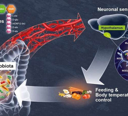 Decoding a direct dialog between the gut microbiota and the brain