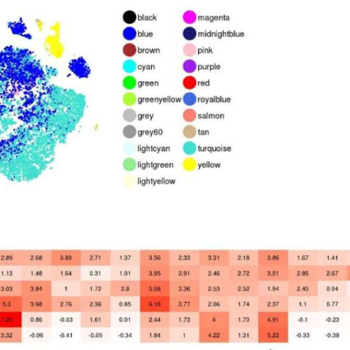 Safer mass production of endocrine cells for stem cell-derived therapy for diabetes