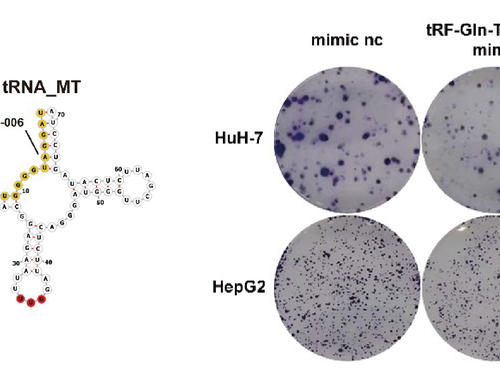 Researchers identified a new tsRNA in blood to improve liver cancer diagnosis