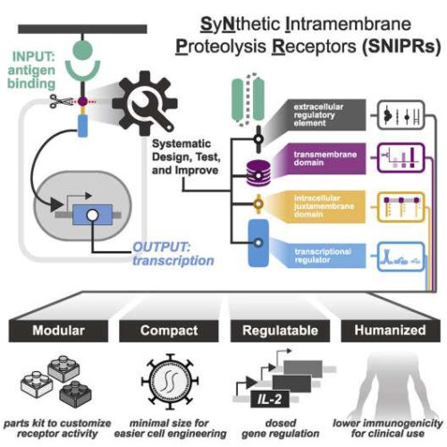 A new toolkit to engineer safe and efficient therapeutic cells