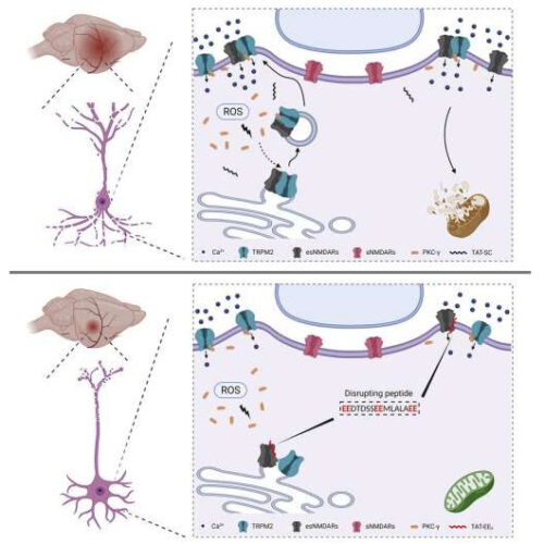 Novel technology provides new path to prevent neuronal death due to stroke