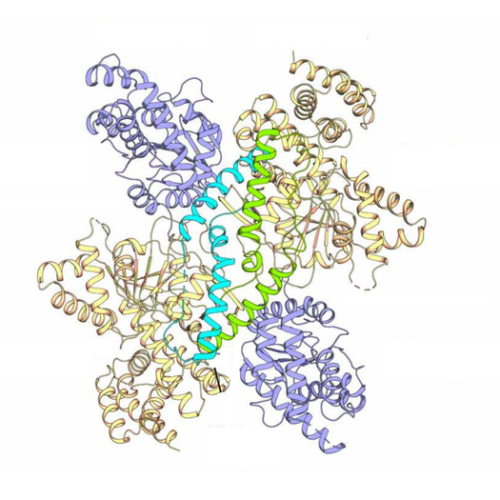 Research team from Goethe University discovers Achilles’ heel of dangerous hospital pathogen