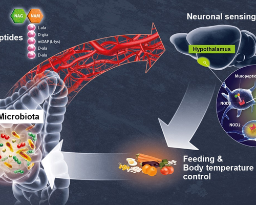 Decoding a direct dialog between the gut microbiota and the brain