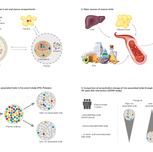 Lipidomics provides new biomarkers for cardiovascular disease and Type 2 diabetes