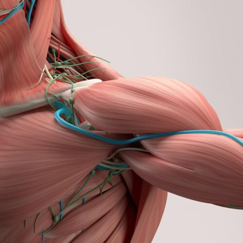 The involvement of the skeletal muscles in long COVID-19