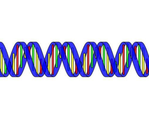 First complete human genome poised to strengthen genetic analysis, study shows