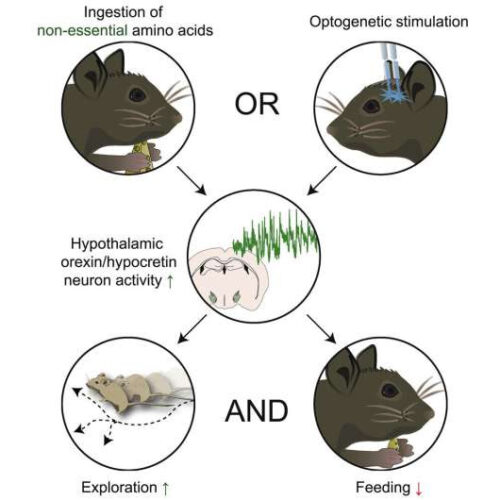 Ubiquitous nutrients suppress appetite and promote movement