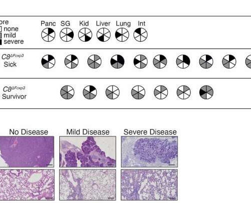 Could releasing ‘handbrake’ immune cells help supercharge immunity?