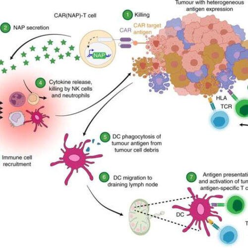 Armed CAR-T cells to better fight cancer