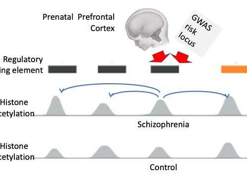 Study identifies chromatin alterations in the brains of patients with schizophrenia and bipolar disorder