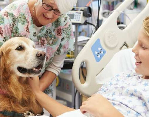 Pet therapy: How dogs, cats and horses help improve human well-being