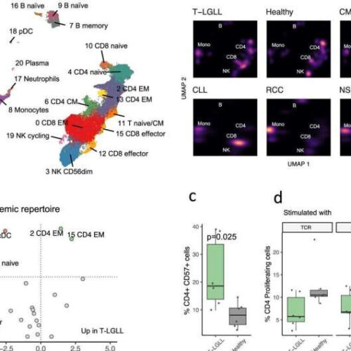 Friend or foe? The immune system collaborates with blood cancer cells