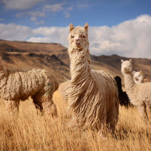 Alpaca nanobodies target and dissolve root cause of chronic inflammation
