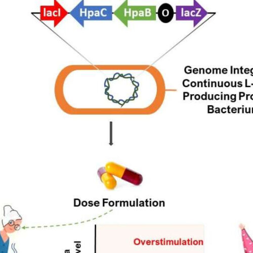 Researchers harness probiotics to deliver Parkinson’s disease treatment