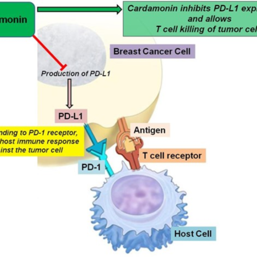 Cardamonin shows promise for treating aggressive breast cancer