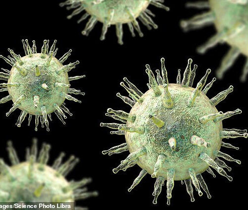 Multiple sclerosis breakthrough as scientists REVERSE condition with transplant of immune cells that fight glandular fever