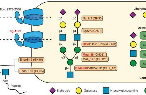 Gut bacterium supports growth in infants with severe acute malnutrition