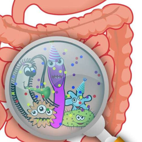 Some gut viruses promote intestinal health, while others contribute to inflammatory bowel disease