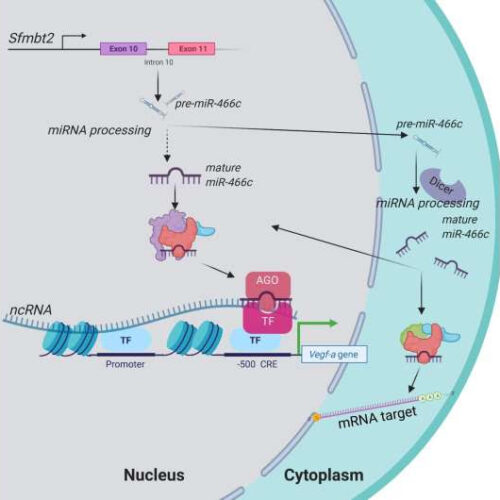 Novel nuclear microRNA is being developed for the treatment of cardiovascular disease pharmaceutical