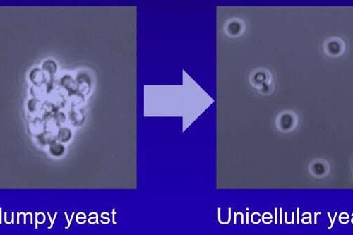 Targeting ‘cell clustering’ by gene deletion reduces drug resistance